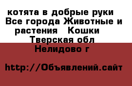 котята в добрые руки - Все города Животные и растения » Кошки   . Тверская обл.,Нелидово г.
